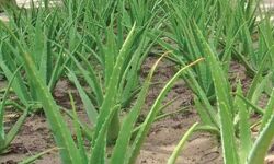 भारतीय युवाओं ने एलोवेरा से बैटरी बनाकर एक बार फिर से सबको चौका दिया आगे पढ़े... भारतीय युवाओं ने एलोवेरा से बैटरी बनाकर एक बार फिर से सबको चौका दिया आगे पढ़े...