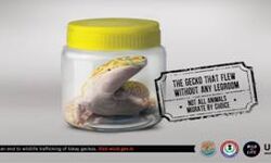 awareness campaign on illegal wildlife trade